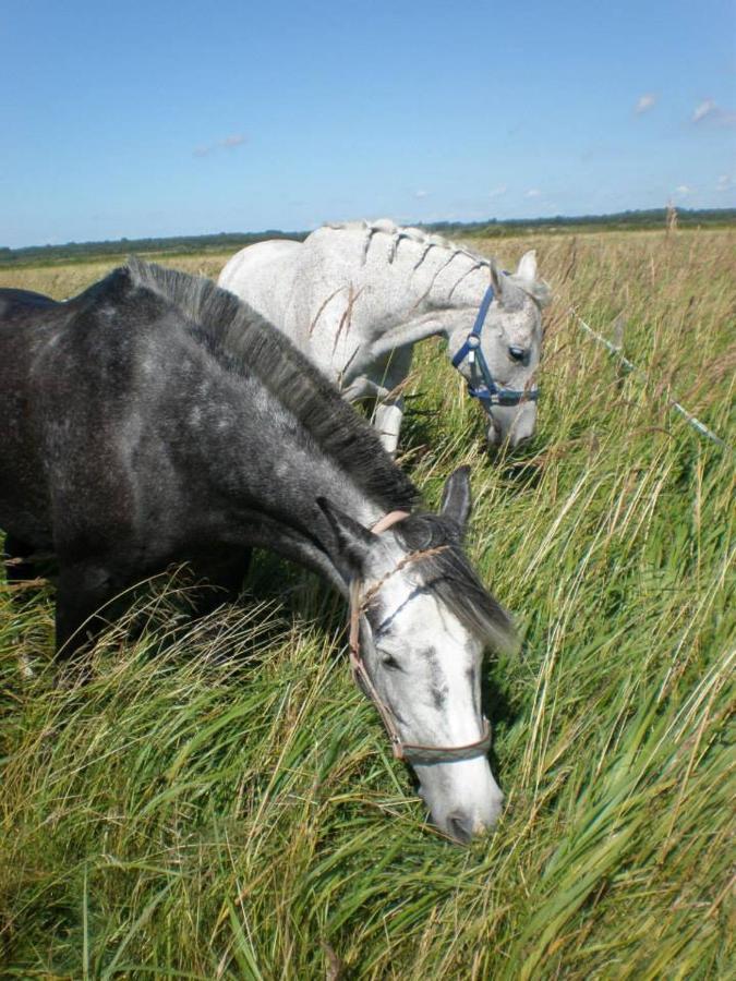 Sassi Talu Horsefarm Hotel Pärnumaa Buitenkant foto